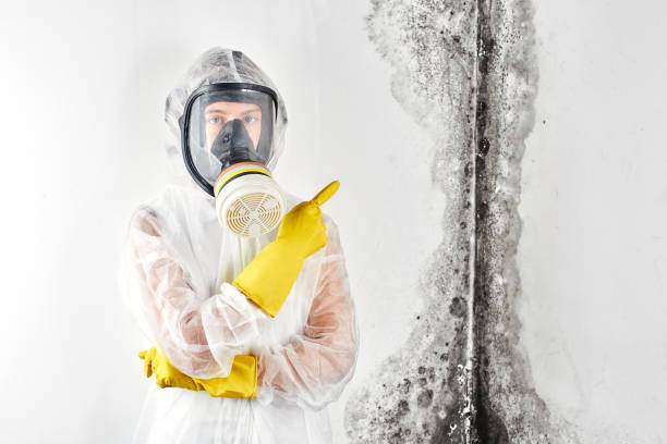 Best Commercial Mold Inspection in Rohnert Park, CA