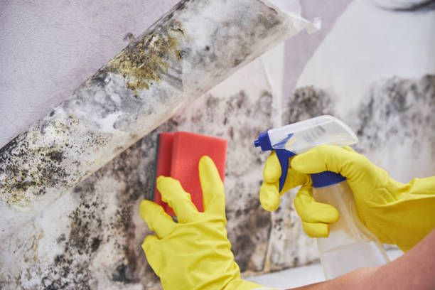 Best Mold Damage Restoration in Rohnert Park, CA