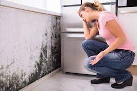 Best Air Quality Testing for Mold Spores in Rohnert Park, CA